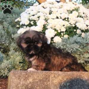 Bingo, Lhasa Apso Puppy